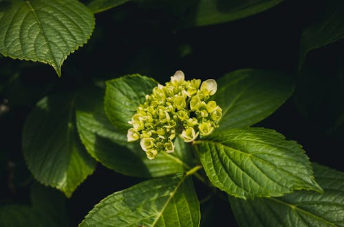 哪些绿色植物是室内去甲醛的好帮手？-1